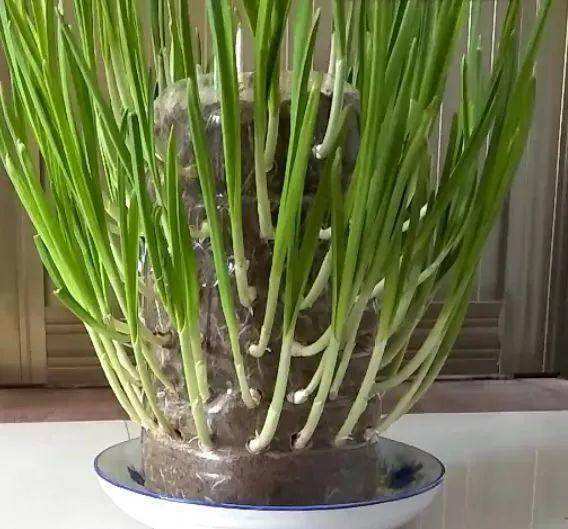 蒜头怎么种发芽快 d8fa37392ca4410a9be268647872922e.jpeg