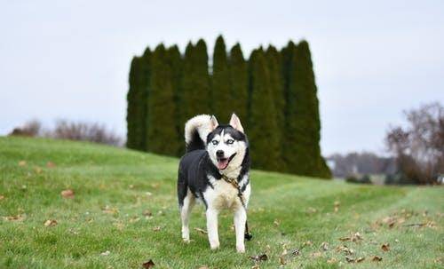 适合家里养的小宠物狗 e154d6c7344c4440b39faca13bd1643e.jpeg