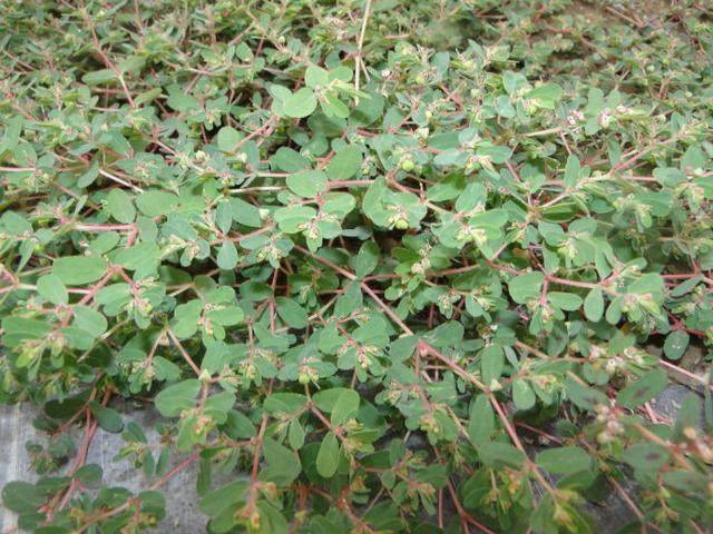 现在种什么中草药好 0788ad519f80476494347f63de91fa6d.jpeg