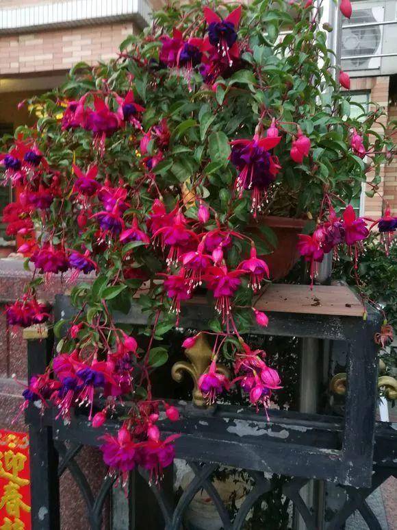 养好倒挂金钟,掌握好四点,长成"棒棒糖",灯笼花不断_修剪