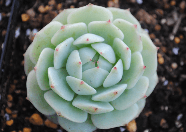 多肉种子 e884357dbc9448ab8a99a65d92b7932d.png