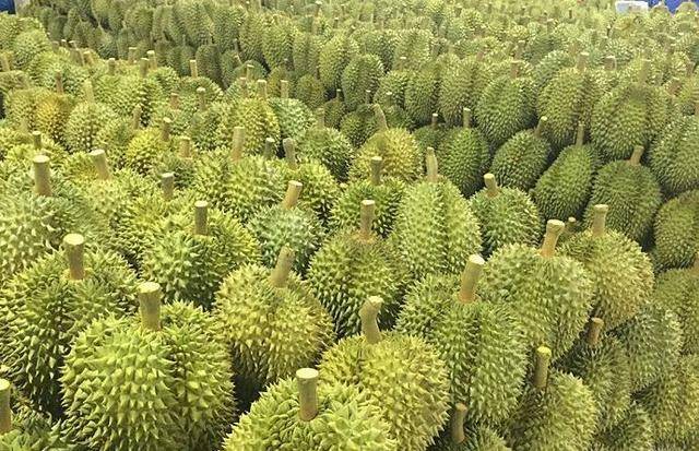 富贵榕价格多少钱一棵 f6cd9766424b4e46b344590e5562b079.jpeg