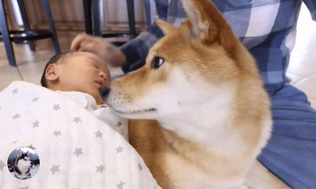 柴犬原先拒絕帶娃，女主說了句「話」後，對寶寶態度就變了 萌趣萌寵 第4张