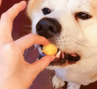 狗吃鸡蛋白吐怎么办