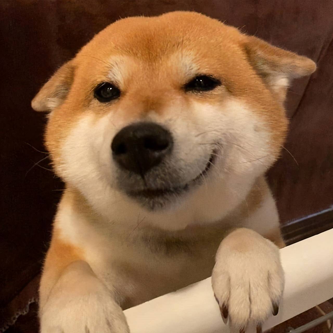 柴犬特殊行为与征兆发情期的四个阶段 母犬会