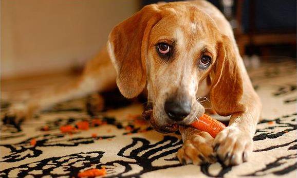 狗狗养多久会长大 00c68593de174c459bb3c060199e218d.jpeg