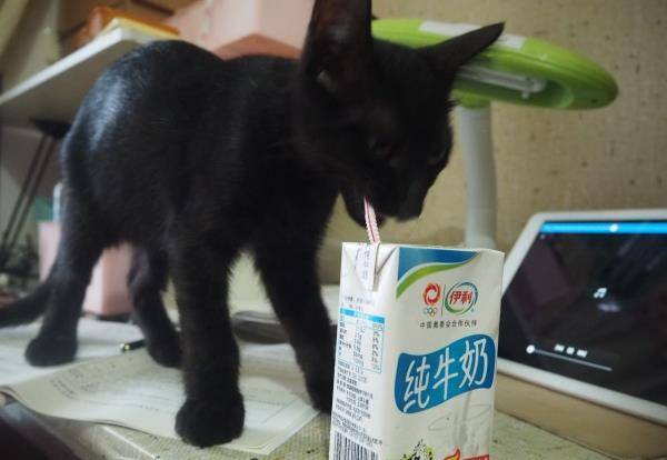 黑猫炭黑老总_黑猫警长图片(3)