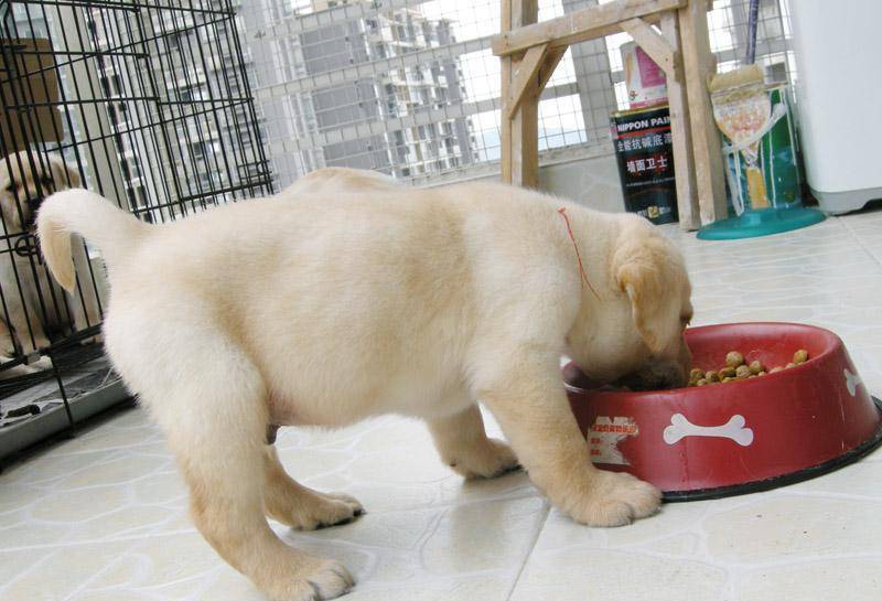 狗为啥吃不饱 cc1b979960f84fec9a7e7cf436bdae57.jpeg