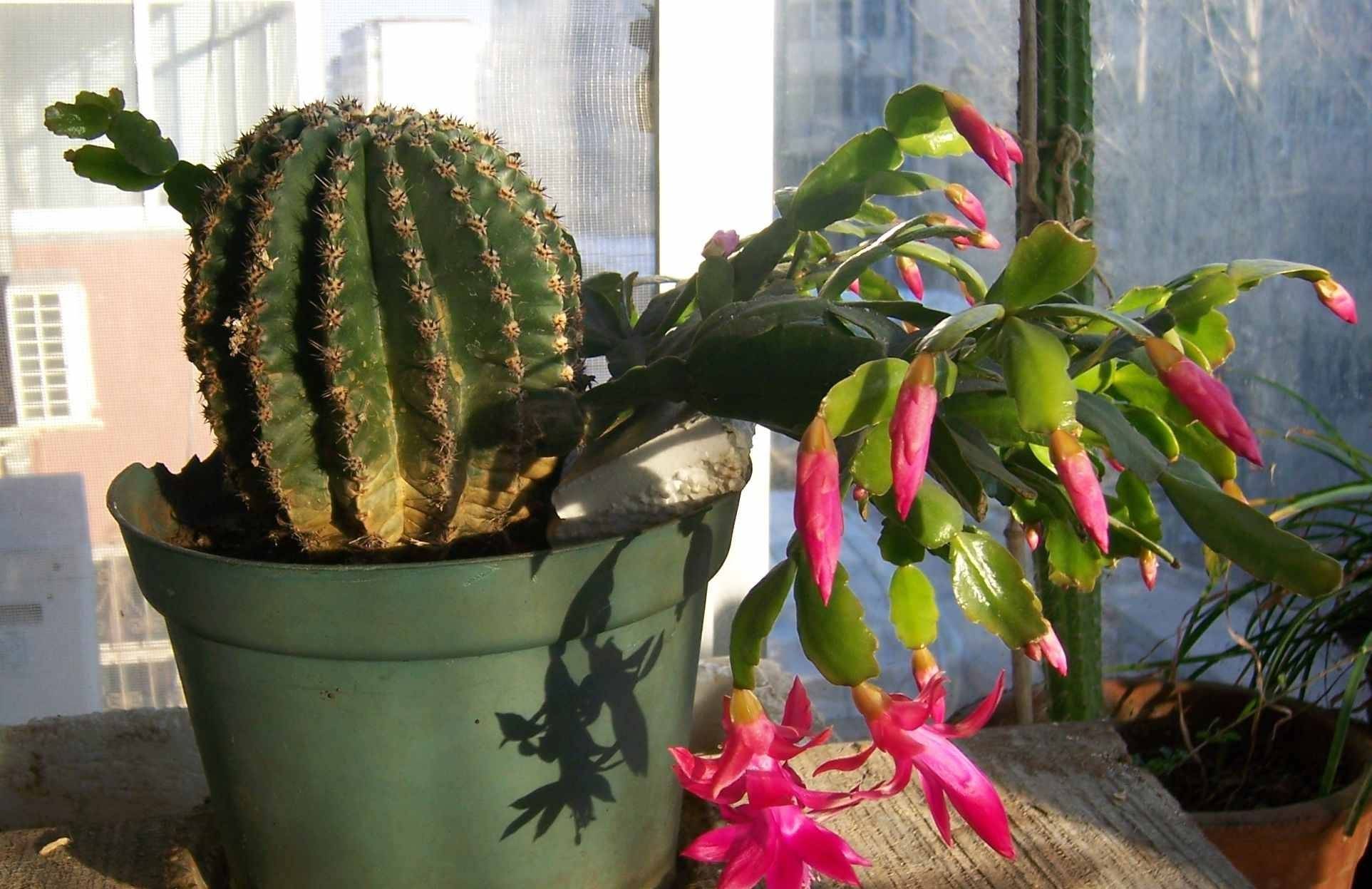 叶仙嫁接蟹爪兰(叶仙嫁接蟹爪兰几天可以成活)