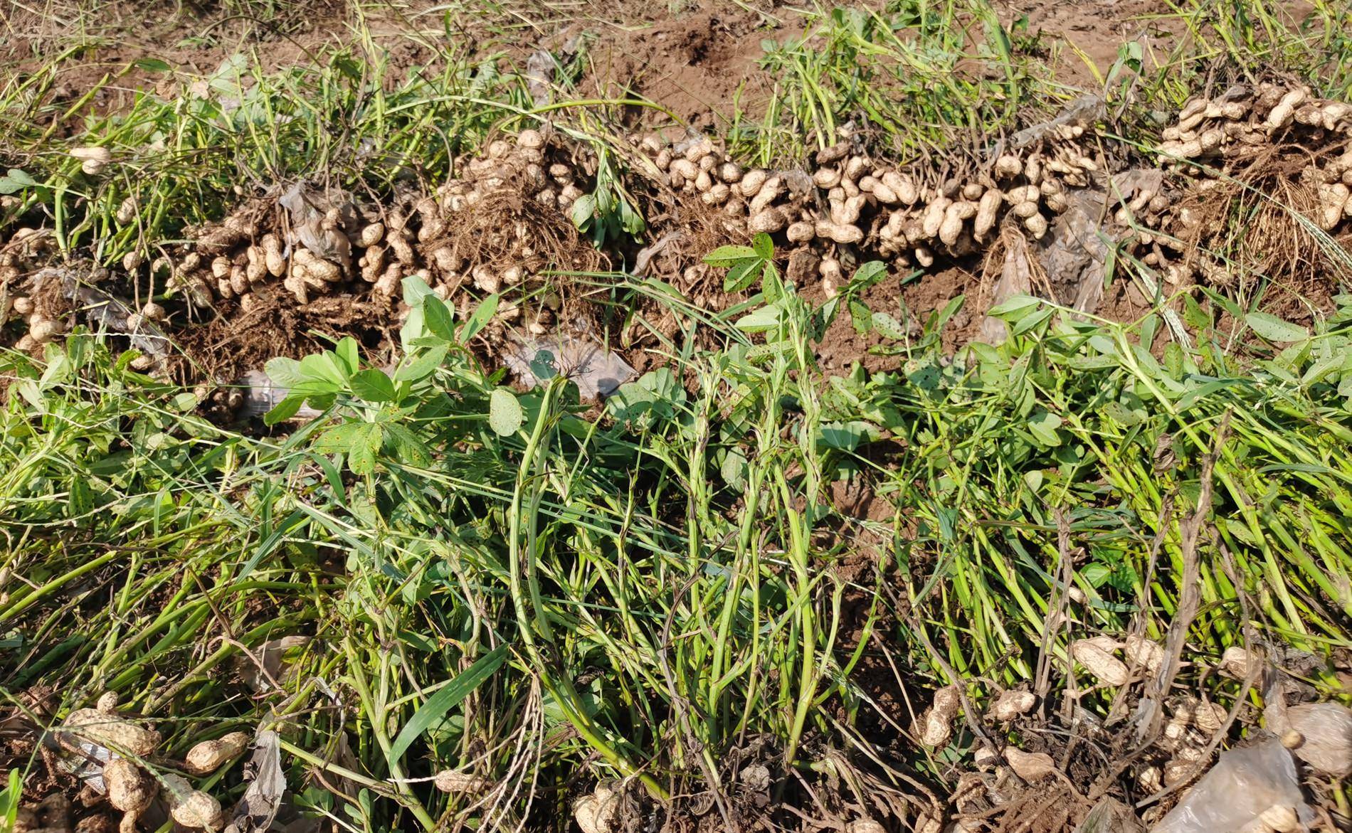 原创胶东农村进入花生种植期莱阳海阳等地习惯称之为长果