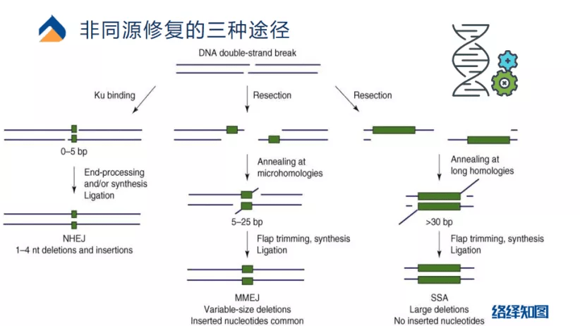 原创crisprcas9基因编辑技术大热非病毒载体技术助力递送系统优化