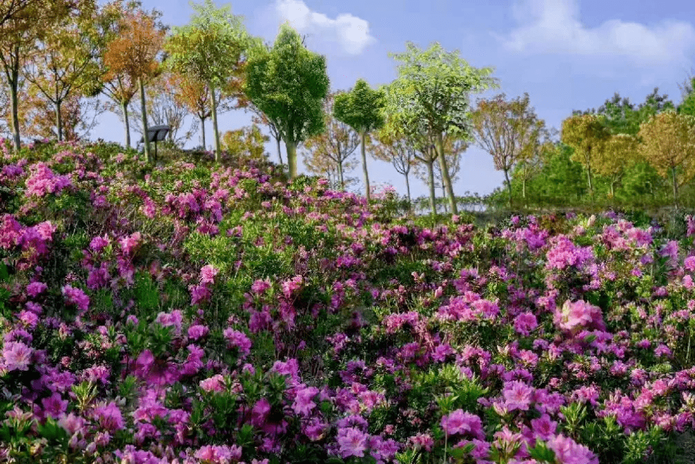 五一小長假,武漢周邊這處花海景點值得一去,適合結伴或親子游玩