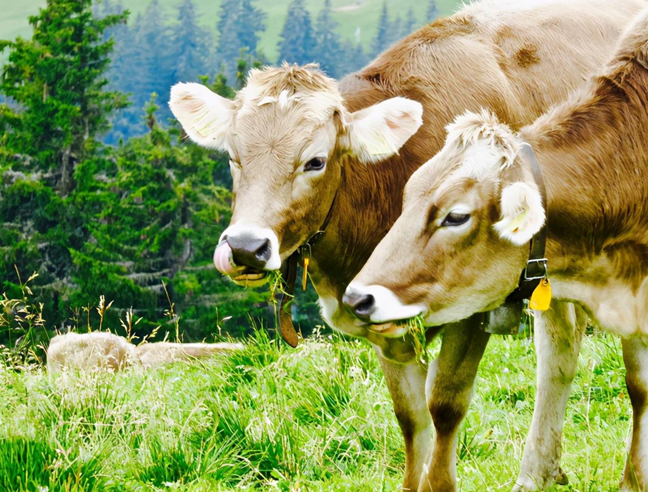 梦见几头牛在吃草 梦见一群水牛在吃草