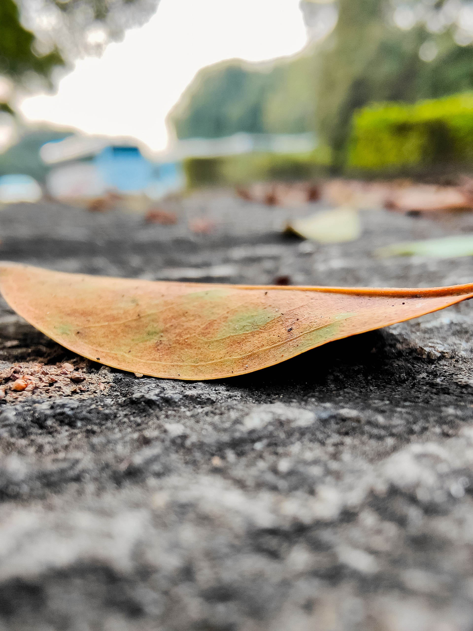 findx3pro上手10亿色双主摄拍照什么水平多场景体验得出结论