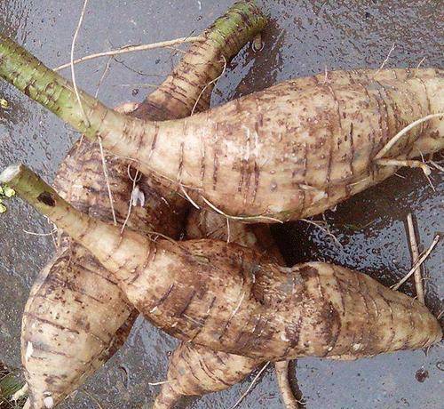 高血压的天然"死对头",饭后睡前吃两口,血压偷偷降_葛根