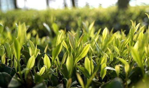 以前,茶葉都是規規矩矩的發展著,雖然有人鍾情於老茶樹的茶葉,但也