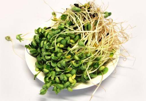 3豌豆芽,清肝明目养颜.