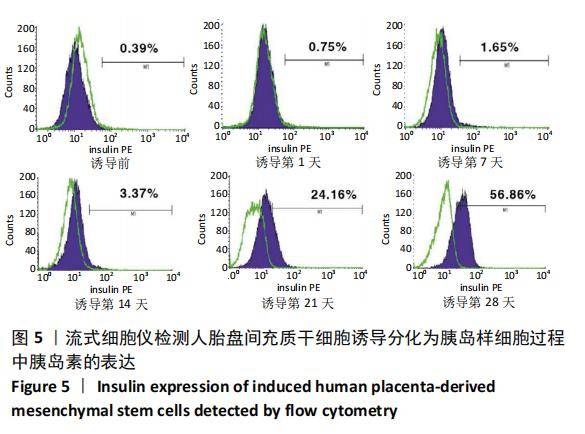 胚胎干细胞诱导的胰岛样细胞移植治疗糖尿病大鼠试验疗效观察