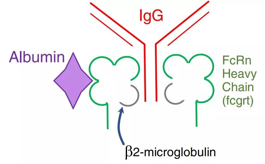 与其他的fc受体不同,fcrn的结构与mhc i类分子类似,是由一条α重链(由