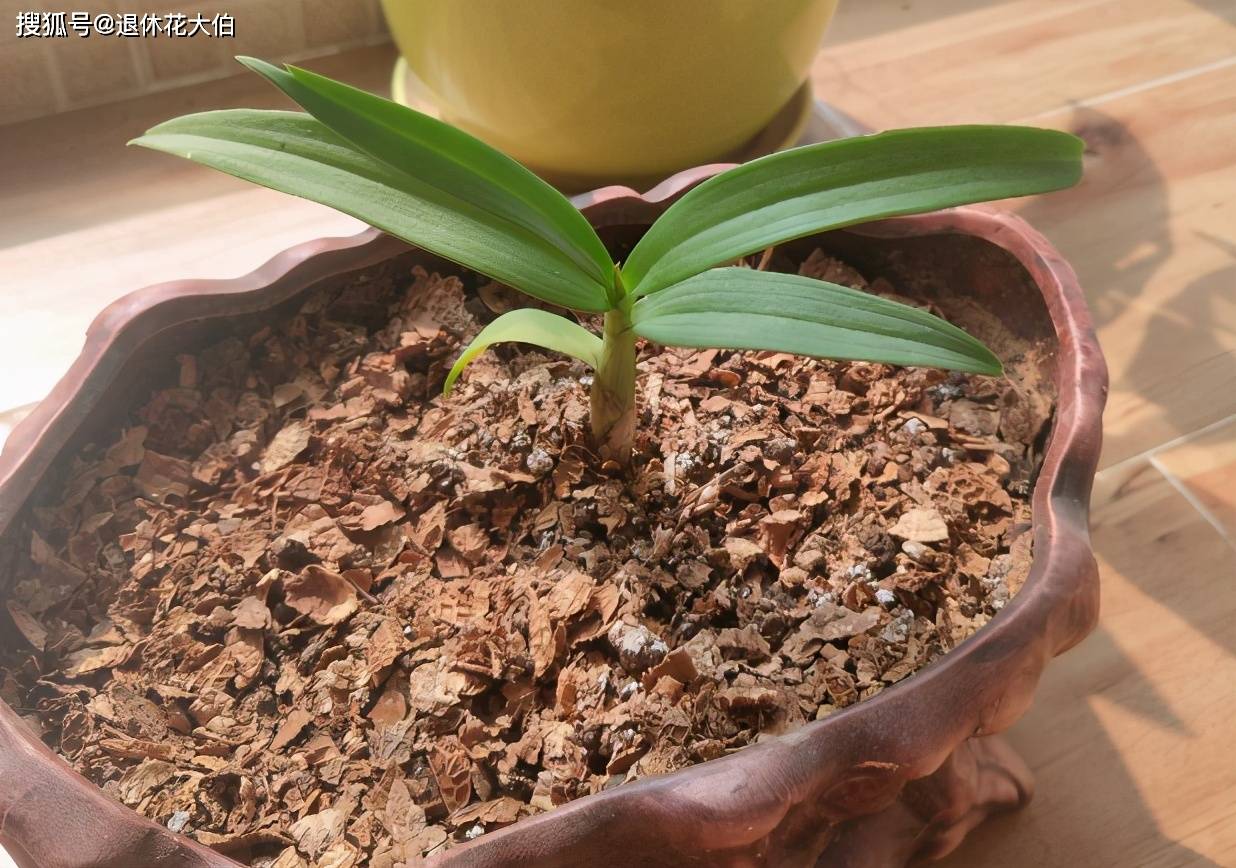 养花施肥驱虫妙招 准备1个鸡蛋 减轻买肥买杀虫剂的压力 植物 养花施肥驱虫妙招 准备1个鸡蛋 减轻买肥买杀虫剂的压力 植物