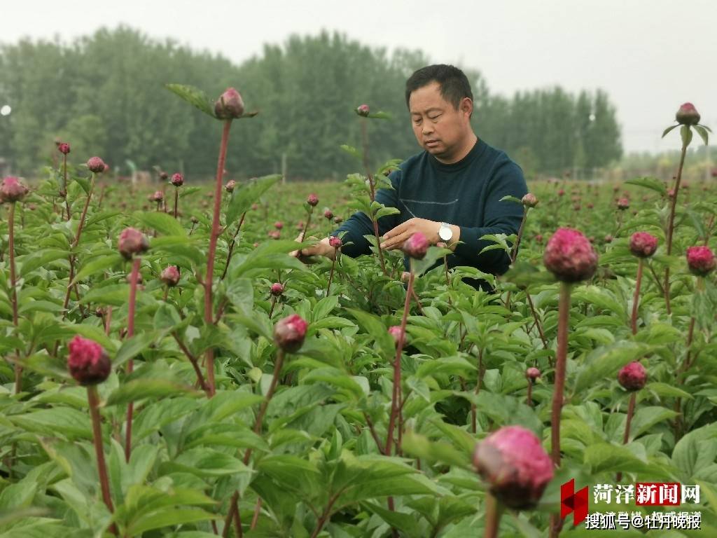 牡丹区黄堽镇 芍药鲜切花致富乐农家 生产