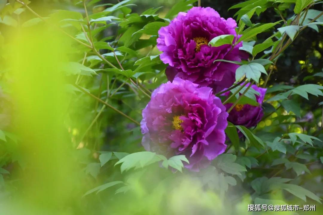 牡丹花一年开花几次花期多久 65f6f570fb4047098e8f16708f01e297.jpeg