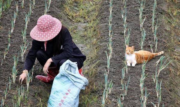 橘白猫在田中静静地趴在阿嬷身旁 最暖心的陪伴莫过于此 猫咪