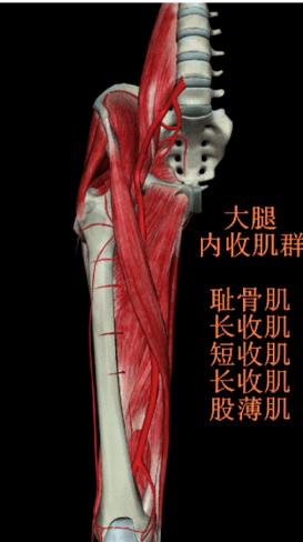 很多人都以为大腿内侧是一整块肌肉,但其实大腿内侧是五块肌肉组成