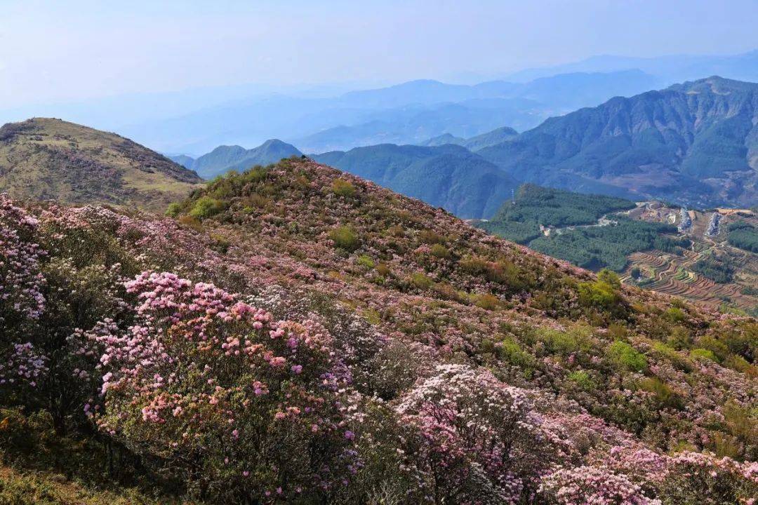 安顺轿子山花海现状图片