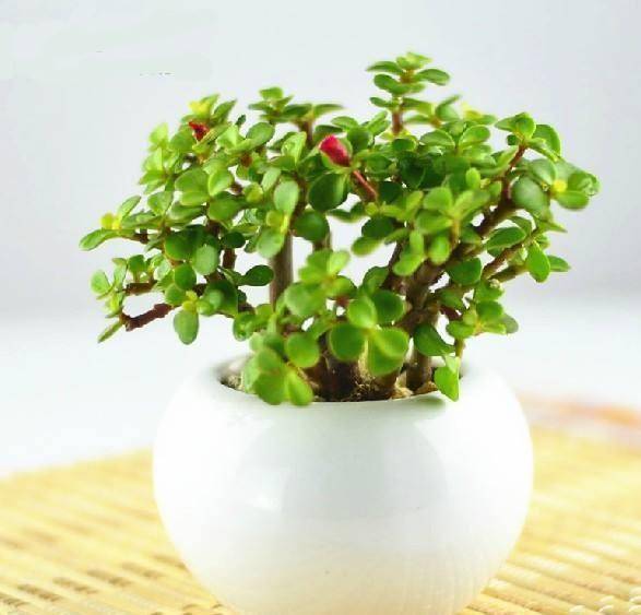 怎么养金枝玉叶才能养好 ceeab21dd08f428c839f346a33a6fb5f.jpeg