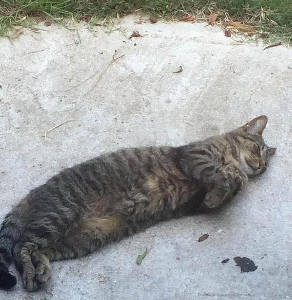 猫自己在家能呆5天吗 dd5f37057401446f82d9be28dd896d7b.jpeg