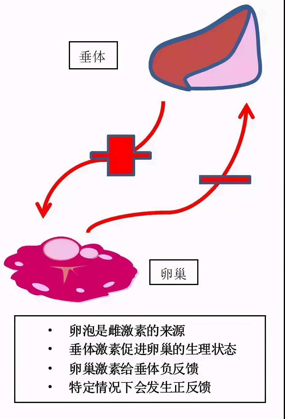 教你讀懂性激素6項檢驗報告!