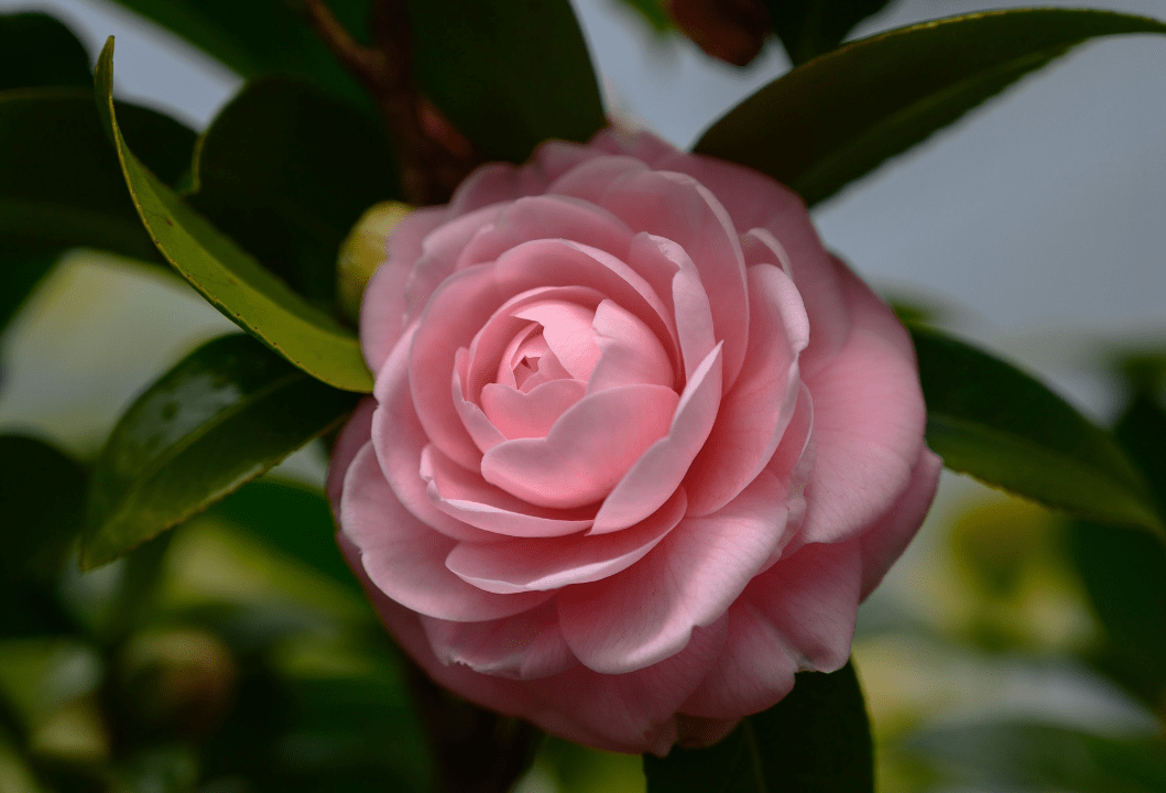 原创5月,情花再开,爱情再来,分分合合,3生肖爱情甜蜜,前任迷人