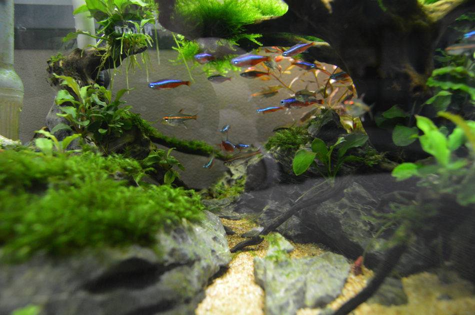 办公室30厘米孔雀鱼缸造景设计造景厂1天完成鱼缸制作