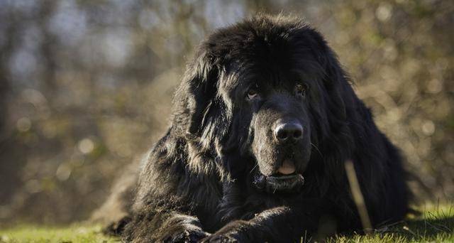 超大型犬品种大全图片 图片搜索