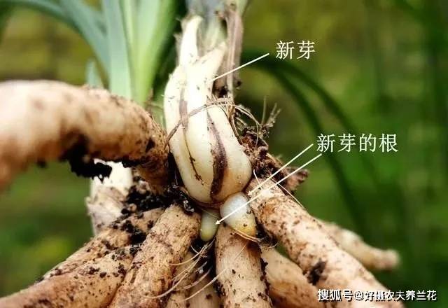 原创兰花只发芽不长根究竟是什么原因原因很简单治理也不难