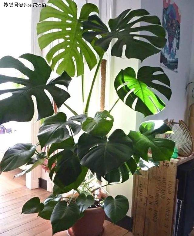 龟背竹盆栽长势迟缓、叶子泛黄?调整3点马上疯长变油绿_植株