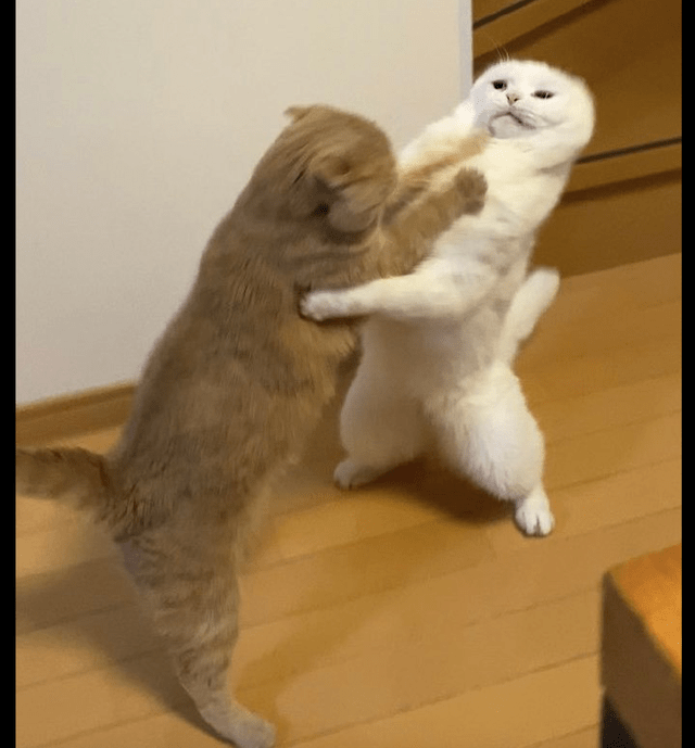 猫猫打架表情包图片