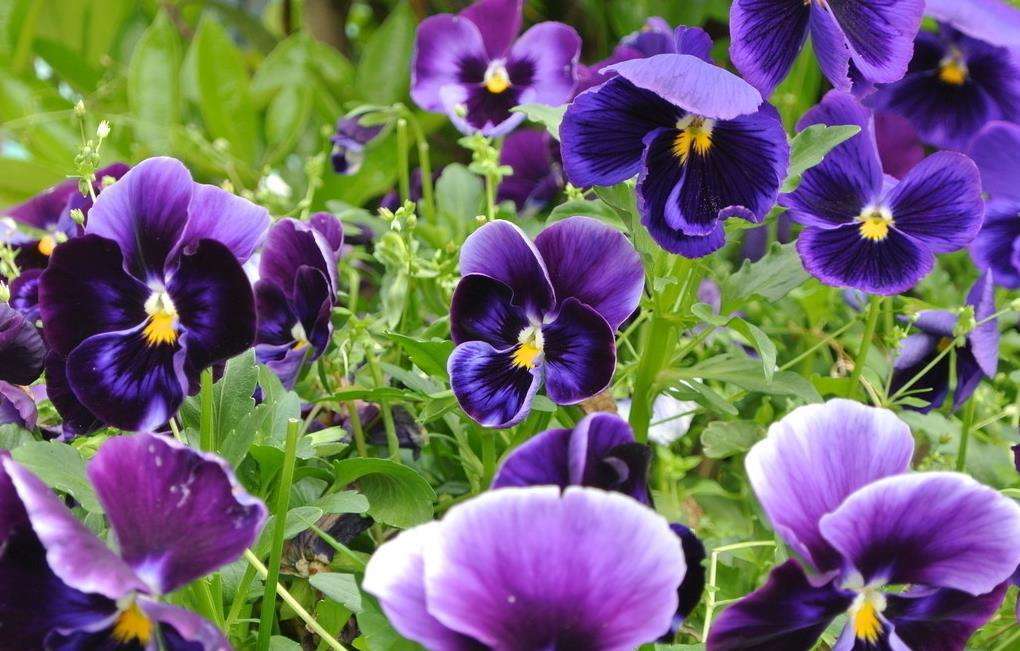 三色堇是什么东西 e042850185fa4027ac17a943f6fdcd8a.jpeg