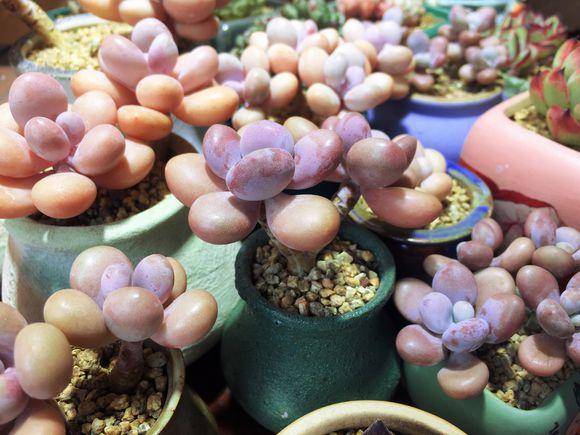 多肉小白药使用方法 ec12ba3886ef4b3d867168a527ab8be1.jpeg