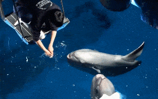 翻车鱼怎么吃食物 b016ff8af8f94071a45e1a87d4bd5529.gif