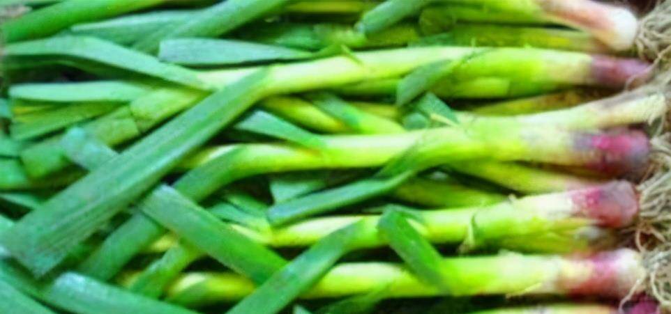 现在能种植豌豆尖吗 d54a95b64797410f9c835a6ef24d5a4d.jpeg