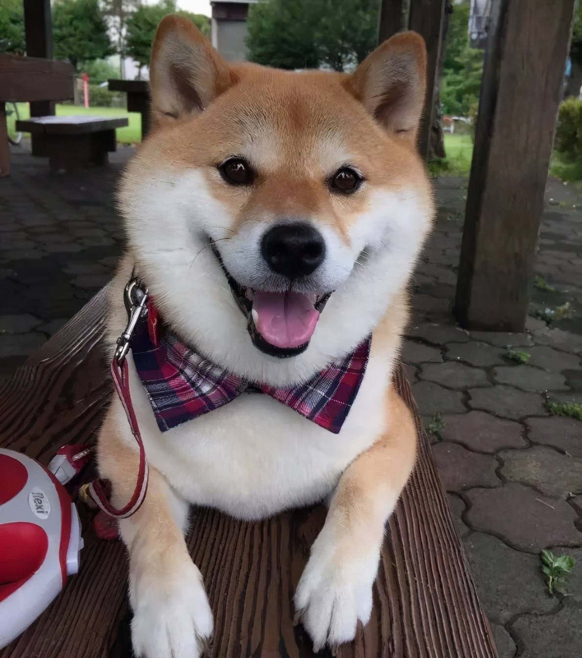 怎么避免买到串串柴犬?如何判断品相?