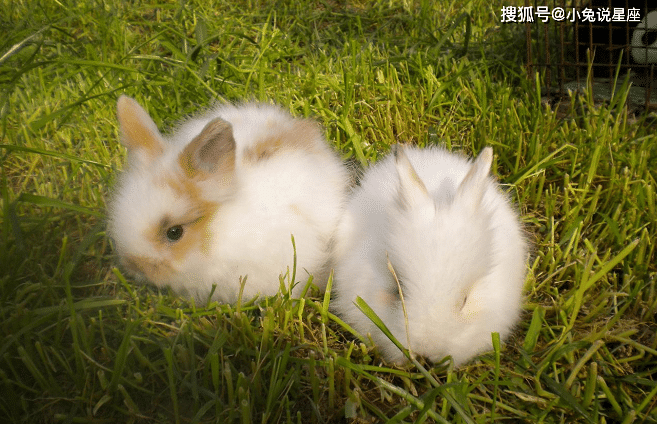 5月6日 5月11日 这三大生肖得财神照顾 运势更胜一筹 时间