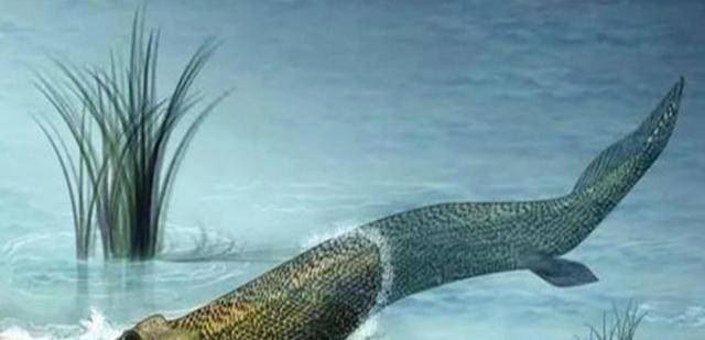 能够在|科学家猜想：人类是从鱼类进化来的，并推演出进化过程