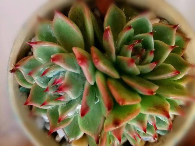 多肉怎么快速繁殖一大片 aad519682e4c4284afd7ef02dc0f5600.jpeg