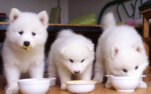 狗为啥吃东西不咀嚼 c00ab3edf92c458581d7fb8b5661344c.jpeg