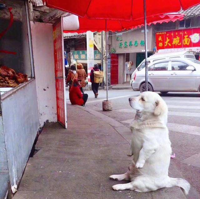 主人牽著狗狗出門散步，中途發現狗不見了，一轉頭笑到直不起腰！ 萌趣萌寵 第1张
