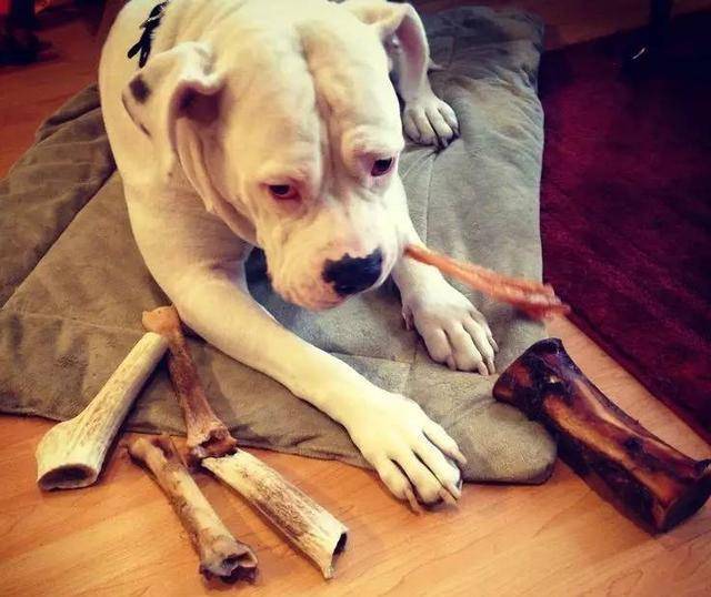 狗为啥吃东西那么快 679d389144d64bfc8d0d30a68df3f4ee.jpeg