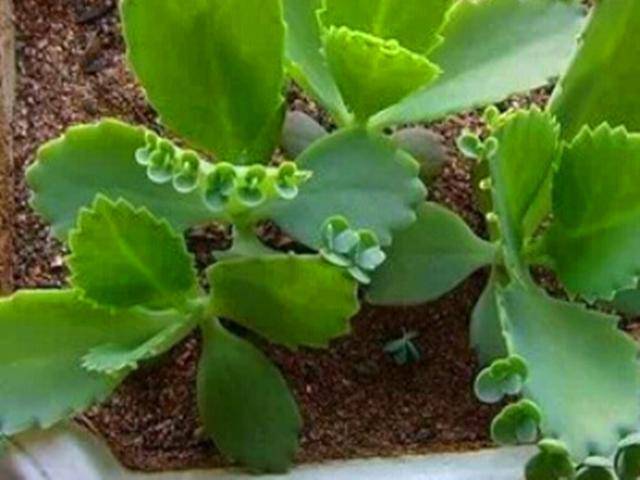 不死鸟多肉嫁接长寿花 801738d174f747fa86dba3559718255d.jpeg